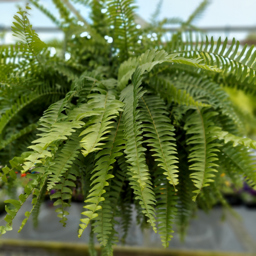 Boston Fern