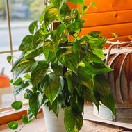 Pothos Pole – Fragrance Plants and Flowers