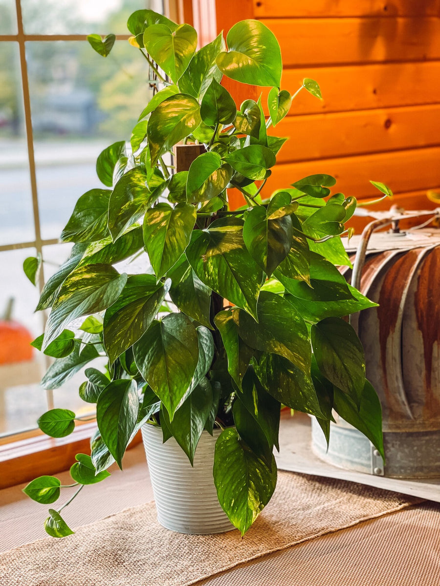 pothos in pon Pothos Pole – Fragrance Plants and Flowers