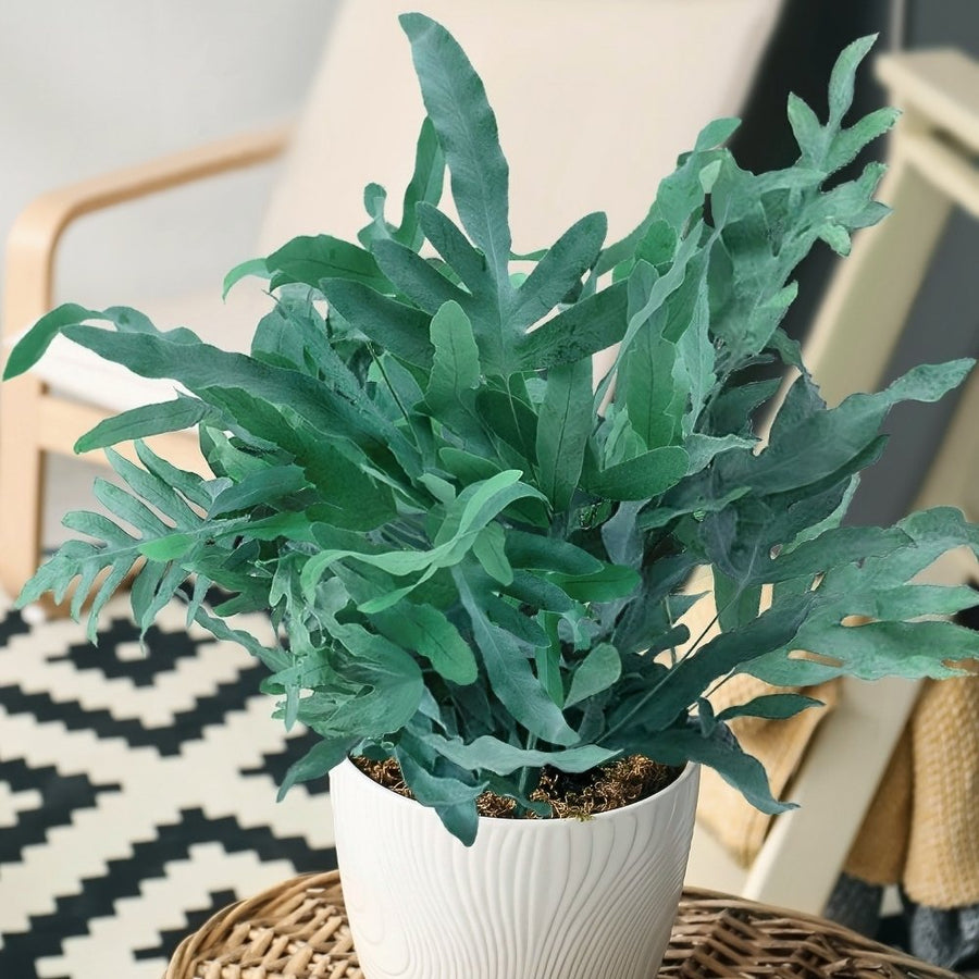 blue star fern scientific name Blue Star Fern – Fragrance Plants and Flowers