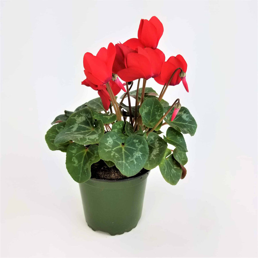 Cyclamen