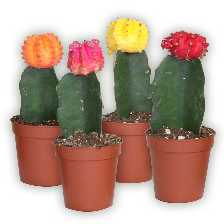 Grafted Cactus