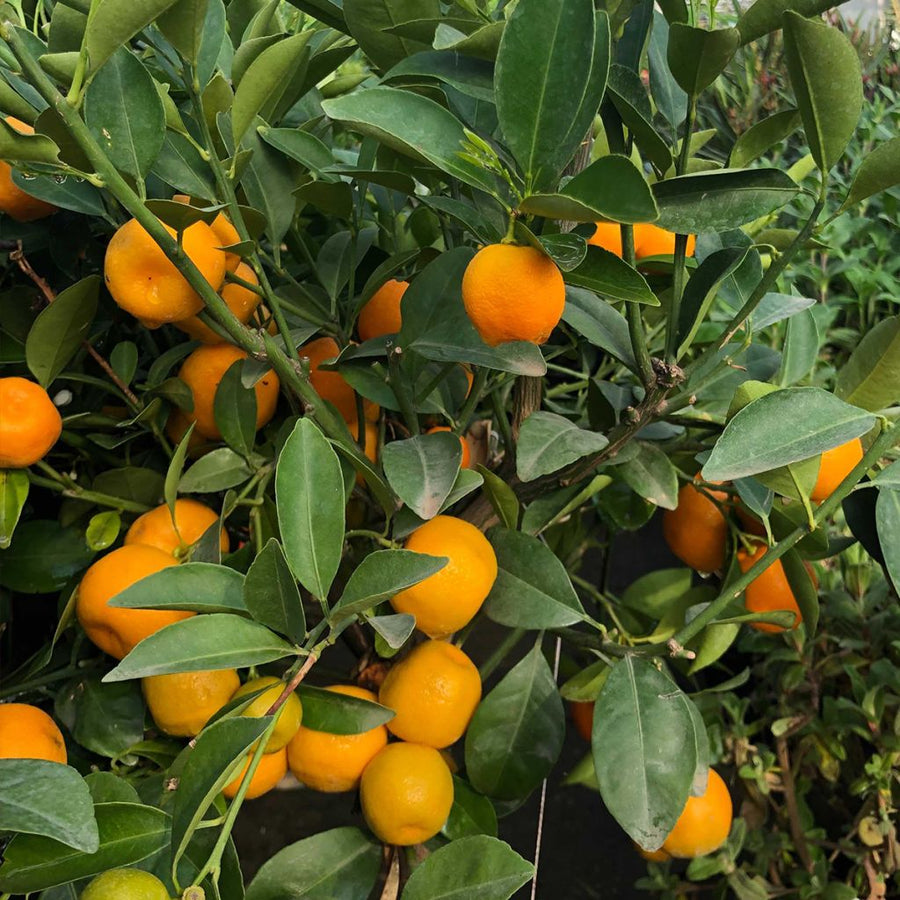 Calamondin Orange