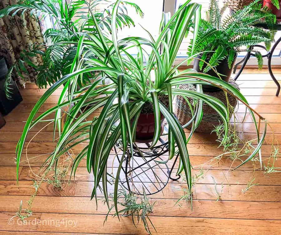 the spruce spider plant Spider Plant – Fragrance Plants and Flowers