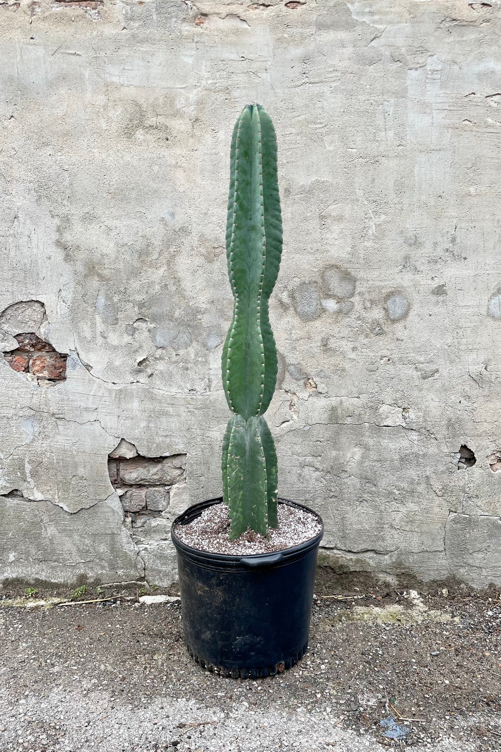 Cereus Peruvianus – Fragrance Plants and Flowers