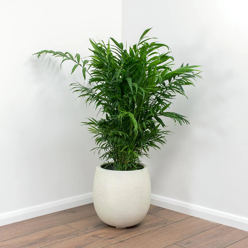 chamaedorea palm plant Chamaedorea Elegans – Fragrance Plants and Flowers