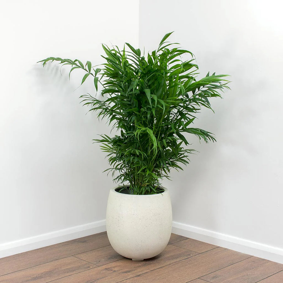 parlor palm - chamaedorea elegans Chamaedorea Elegans – Fragrance Plants and Flowers