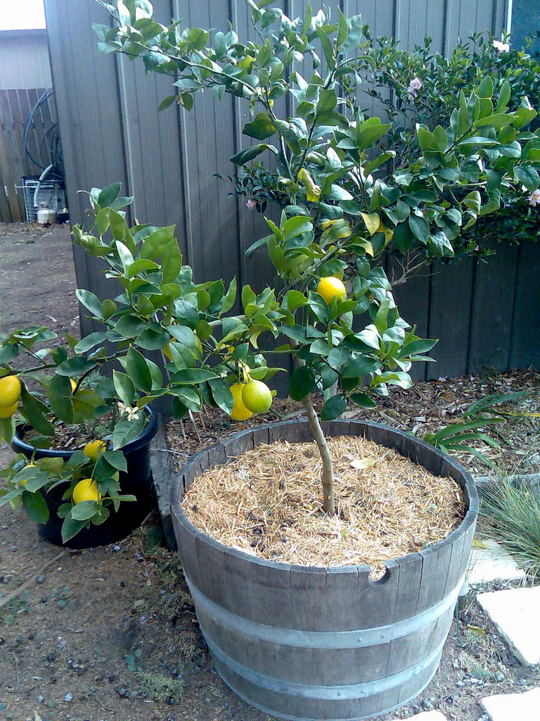 Meyer Lemon Tree