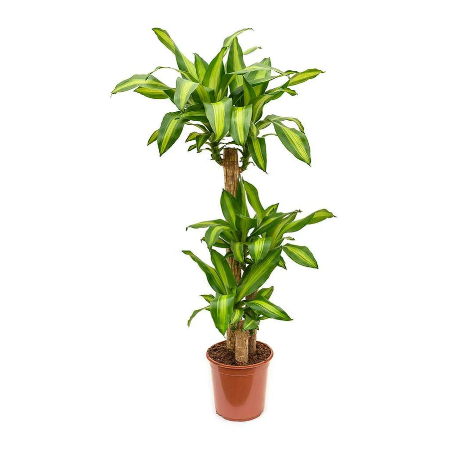 Dracaena Corn Plant