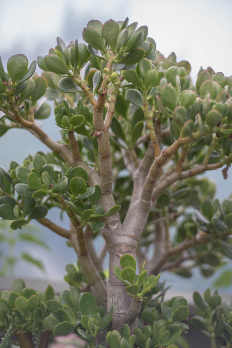 order jade plant online Jade – Fragrance Plants and Flowers