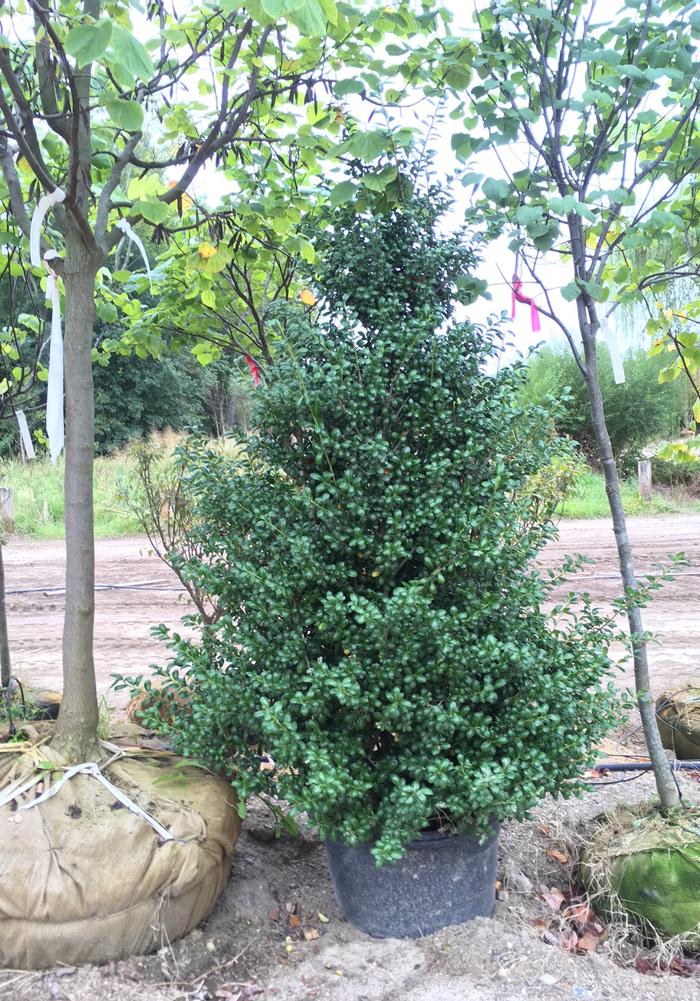 Ilex Crenata Steeds