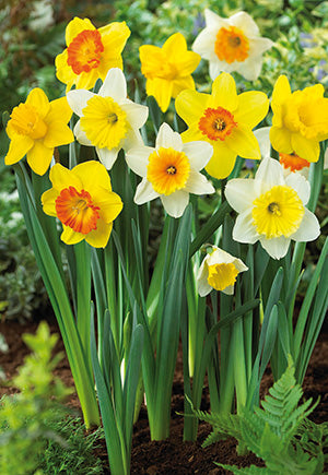 Large Daffodils