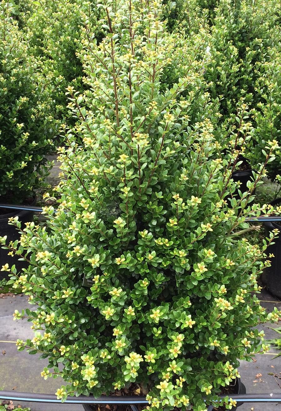 Ilex Crenata Steeds