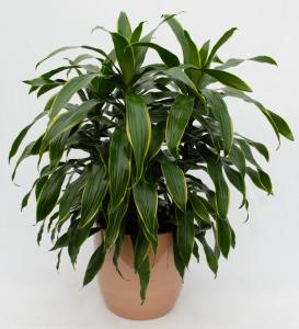 Dracaena Art