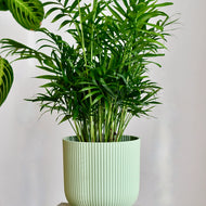 Chamaedorea Elegans – Fragrance Plants and Flowers