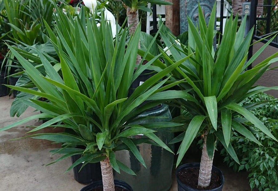 Yucca Palm