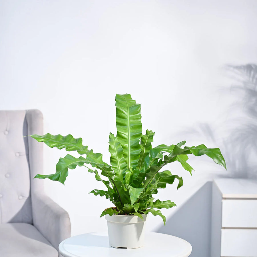 Bird Nest Fern