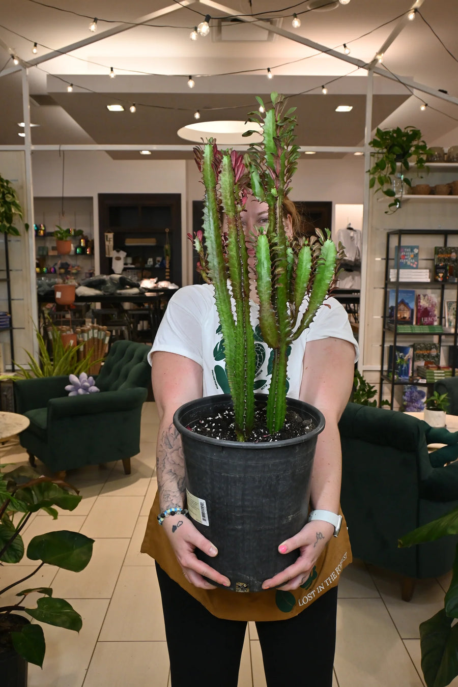 Euphorbia Trigona