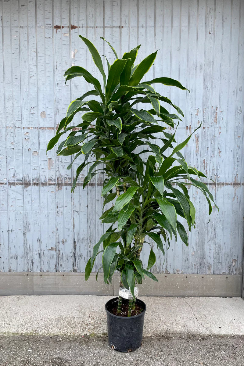 dracaena carmen art Dracaena Art – Fragrance Plants and Flowers