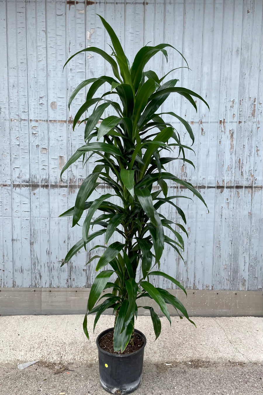 house plant cane Lisa Cane – Fragrance Plants and Flowers