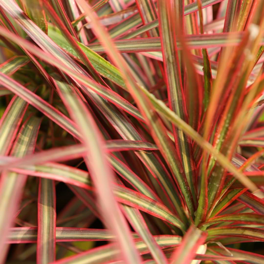 dracaena marginata red princess Dracaena Margenata – Fragrance Plants and Flowers