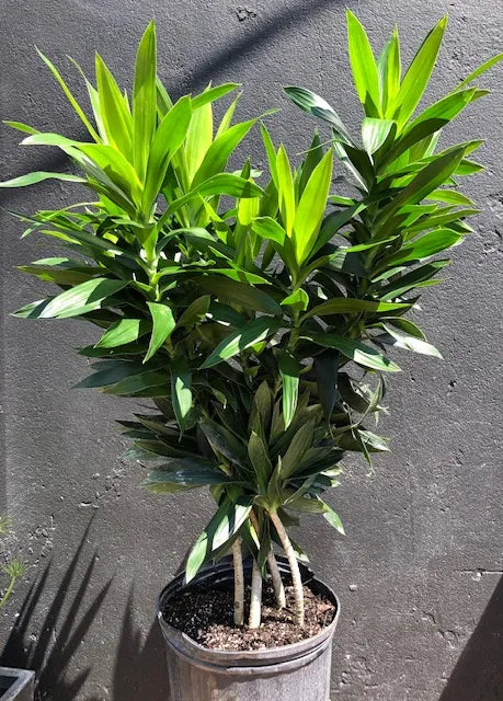 Dracaena Reflexa