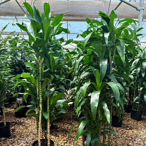 dracaena lisa Lisa Cane – Fragrance Plants and Flowers