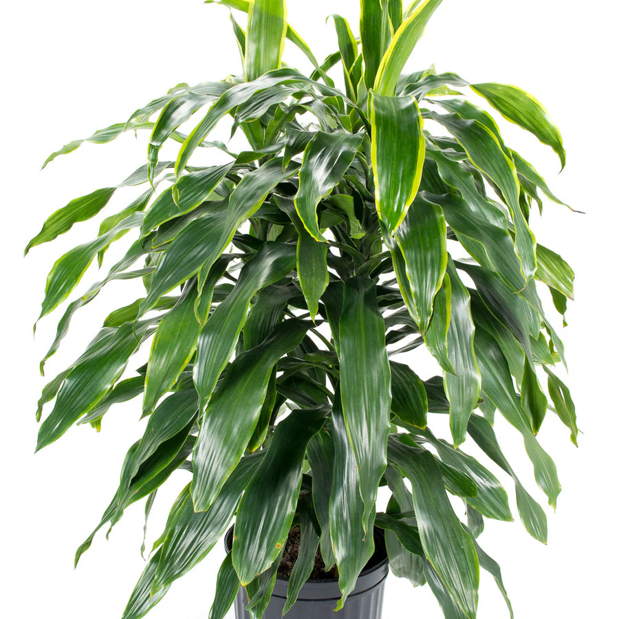 dracaena fragrans arturo Dracaena Art – Fragrance Plants and Flowers