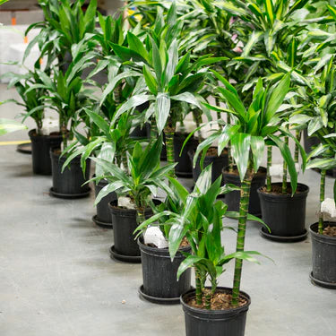 dracaena deremensis lisa Lisa Cane – Fragrance Plants and Flowers