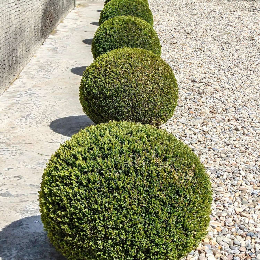 Round Boxwood