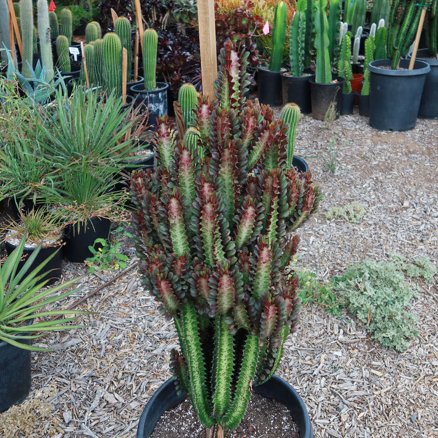 Euphorbia Trigona