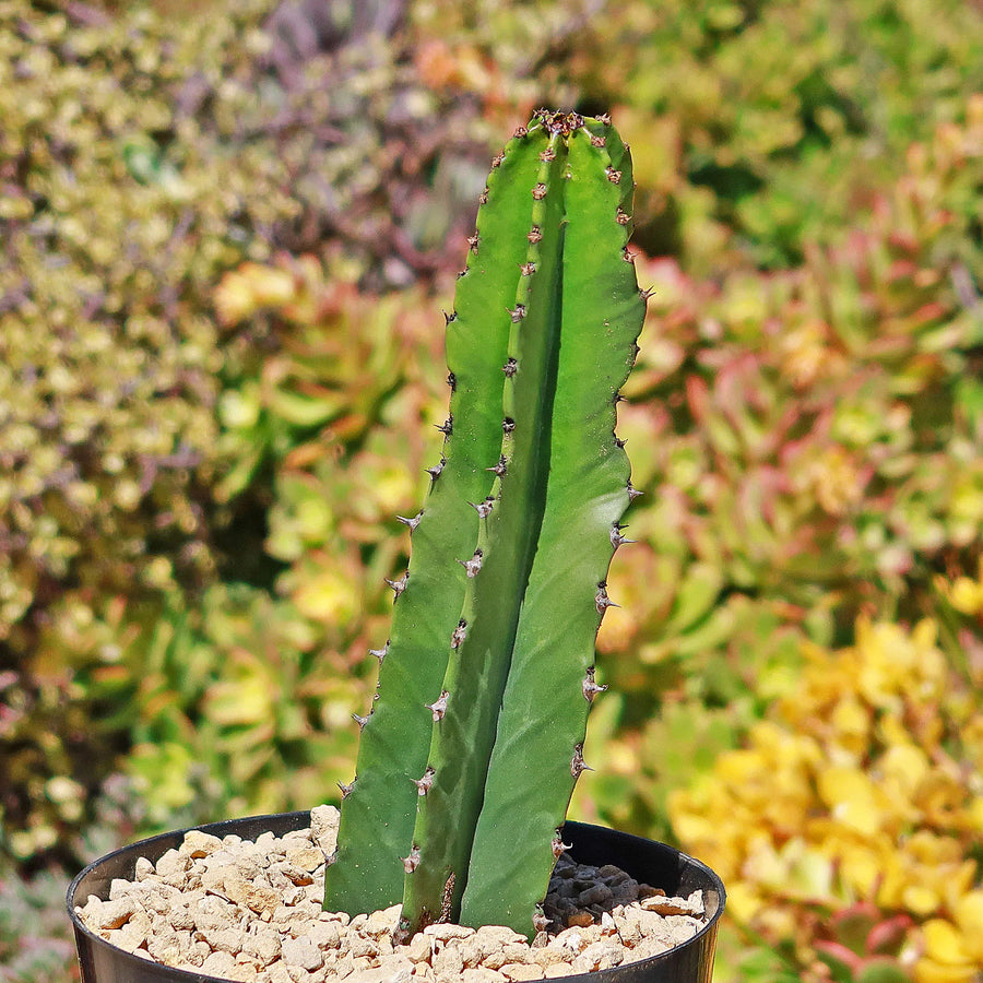 Euphorbia Ingens