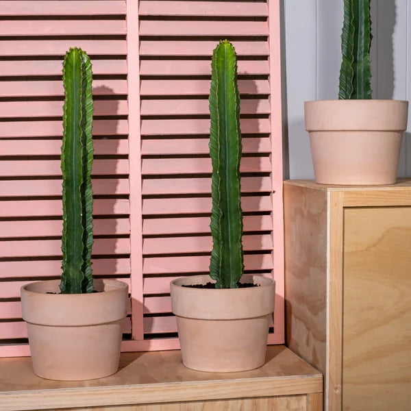 Euphorbia Ingens
