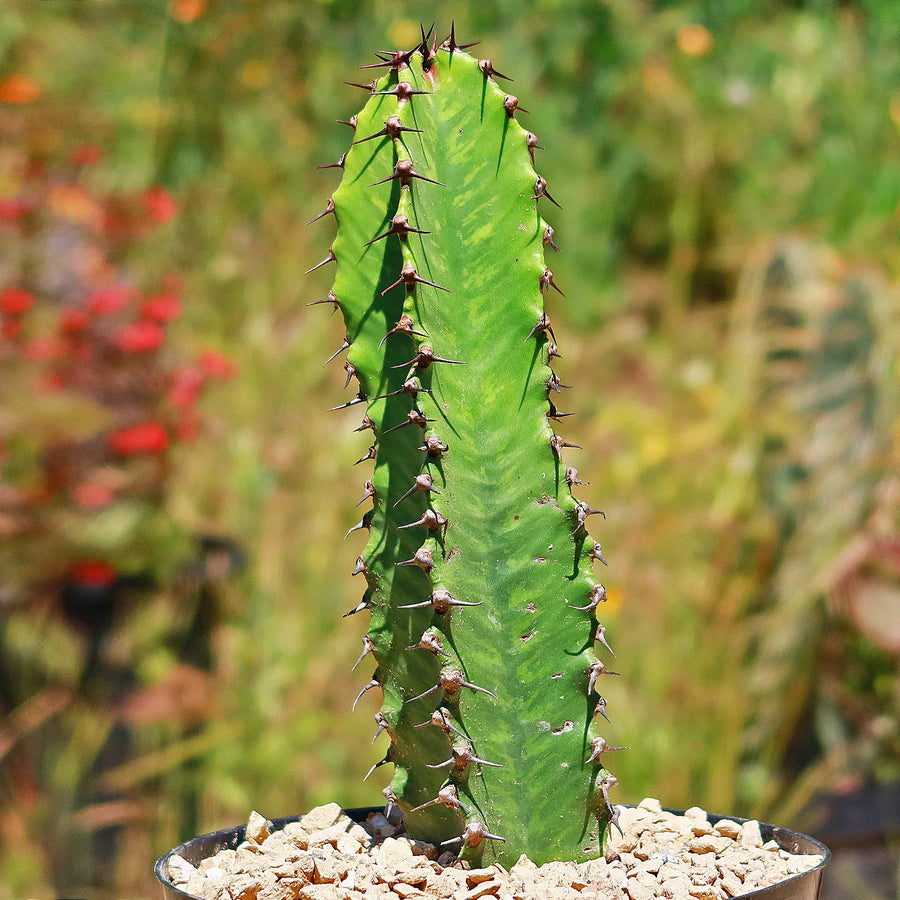 Euphorbia Ingens