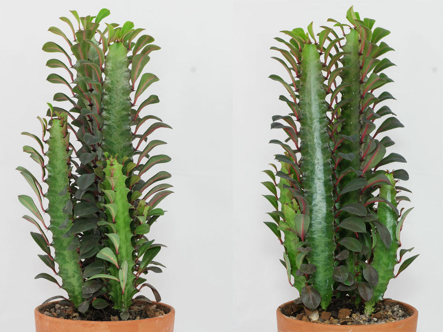 Euphorbia Trigona