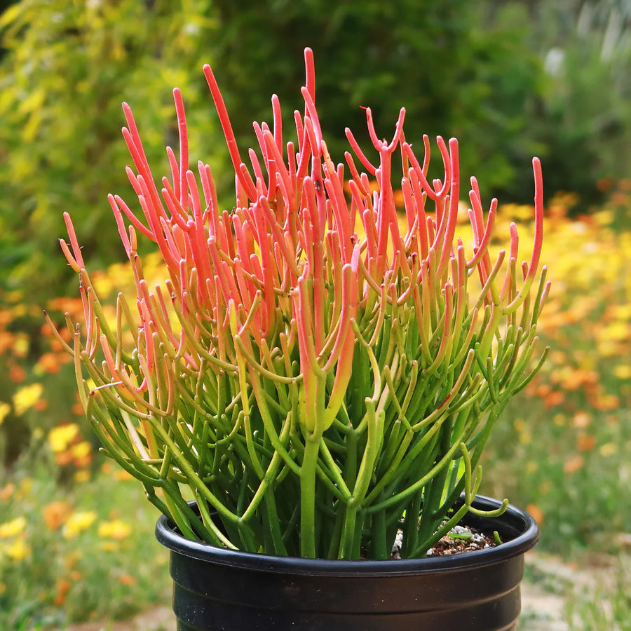 fuzzy pencil cactus Firestick Pencil Cactus – Fragrance Plants and Flowers