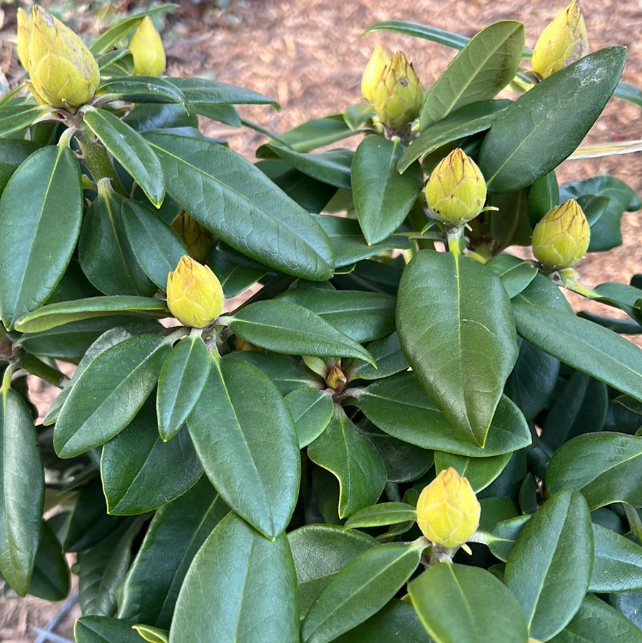 Rhododendrons