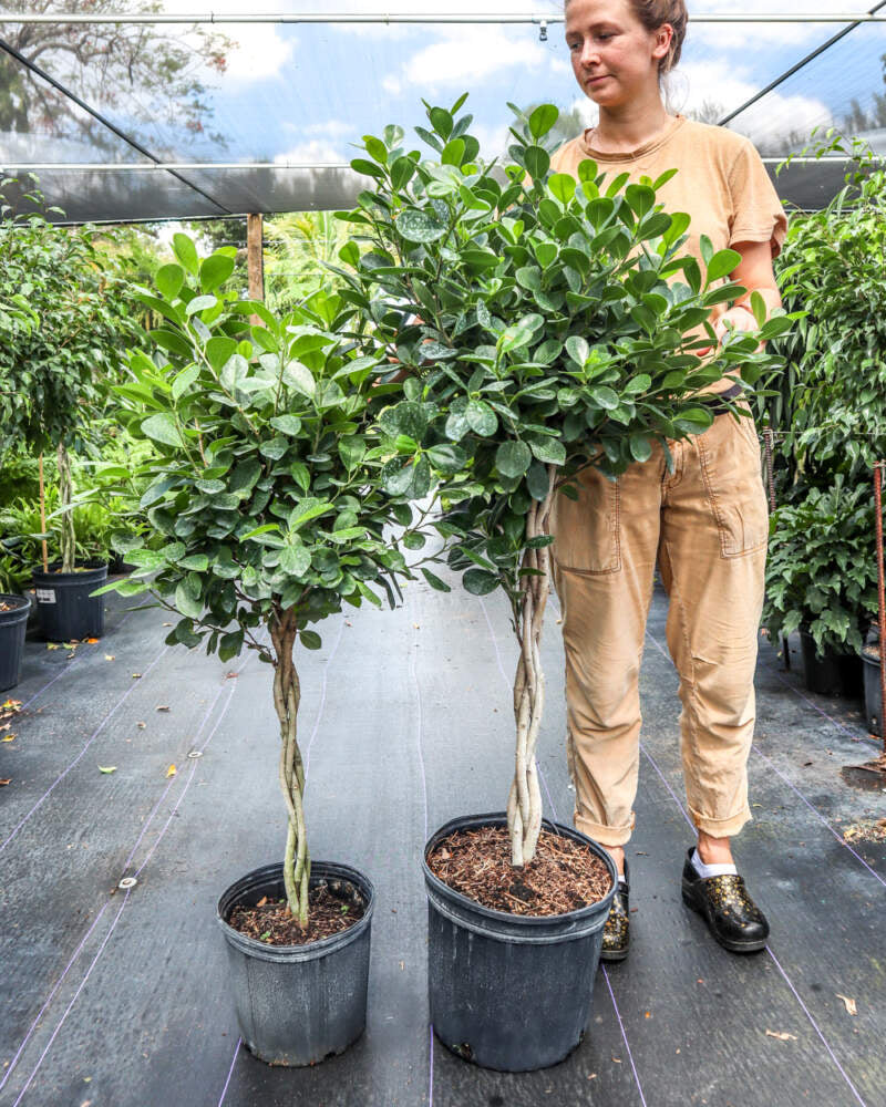 Ficus Daniella