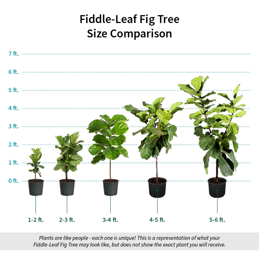 Fiddle Leaf Fig