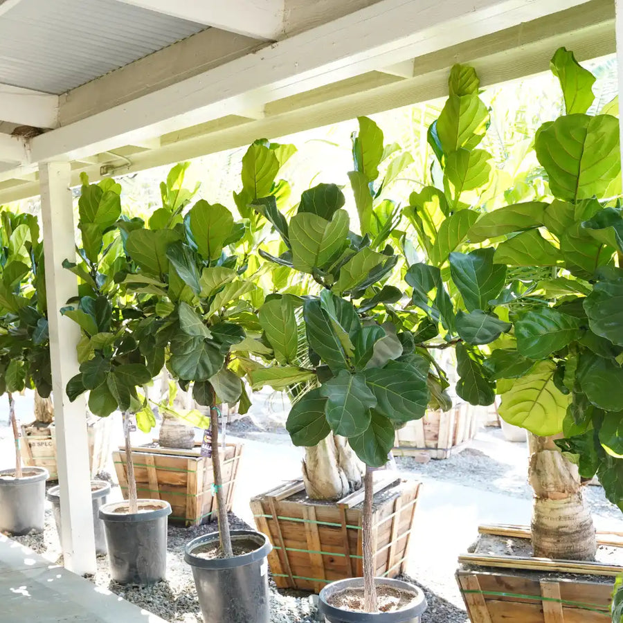 Fiddle Leaf Fig