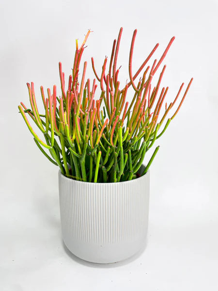 pencil cactus red tips Firestick Pencil Cactus – Fragrance Plants and Flowers