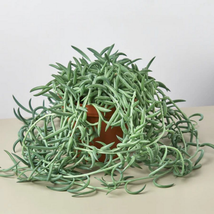 string of hooks succulent String of Fish Hooks – Fragrance Plants and Flowers