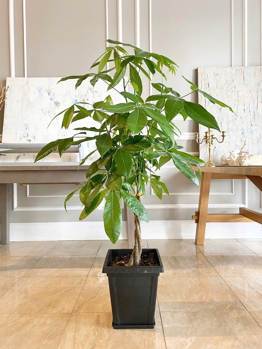money tree alameda Money Tree – Fragrance Plants and Flowers