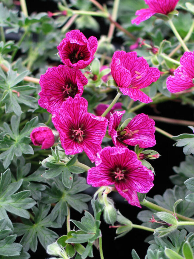 Ivy Geranium