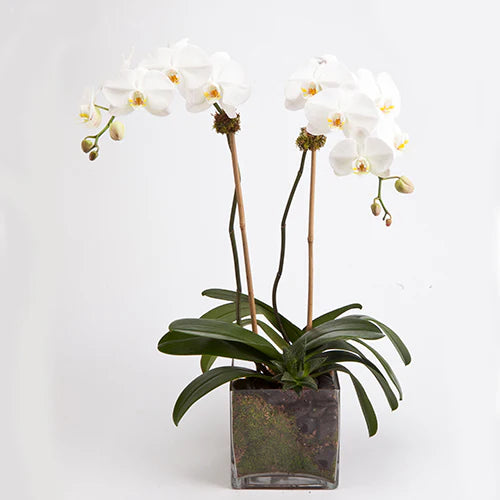 White Single, Double Orchid with Glass/ White/ Black pot