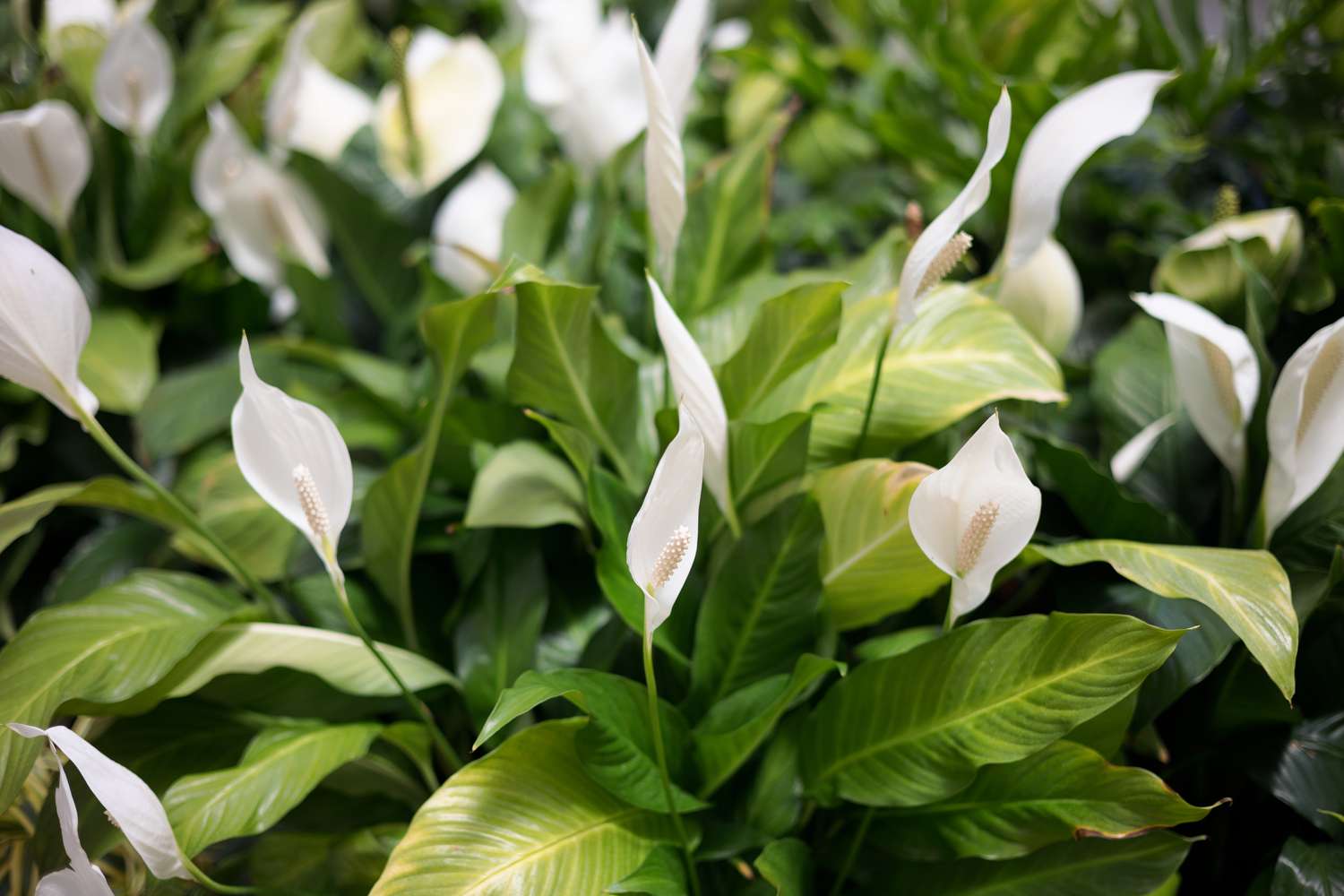 peace lily plant price Peace Lily – Fragrance Plants and Flowers