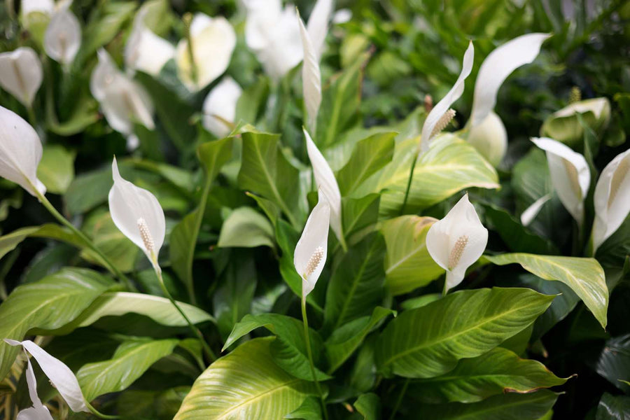 peace lily scent Peace Lily – Fragrance Plants and Flowers