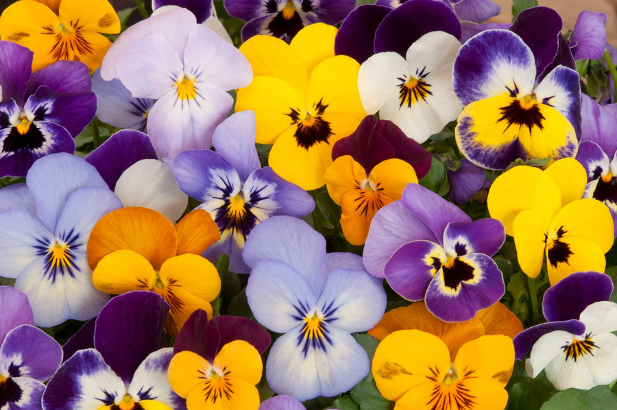 Pansies