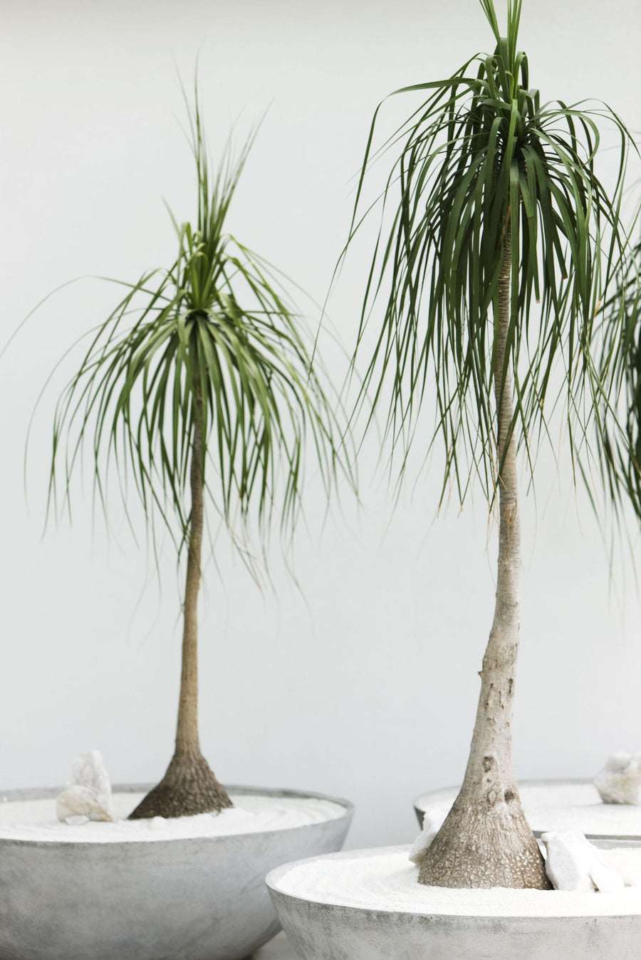 Ponytail Palm