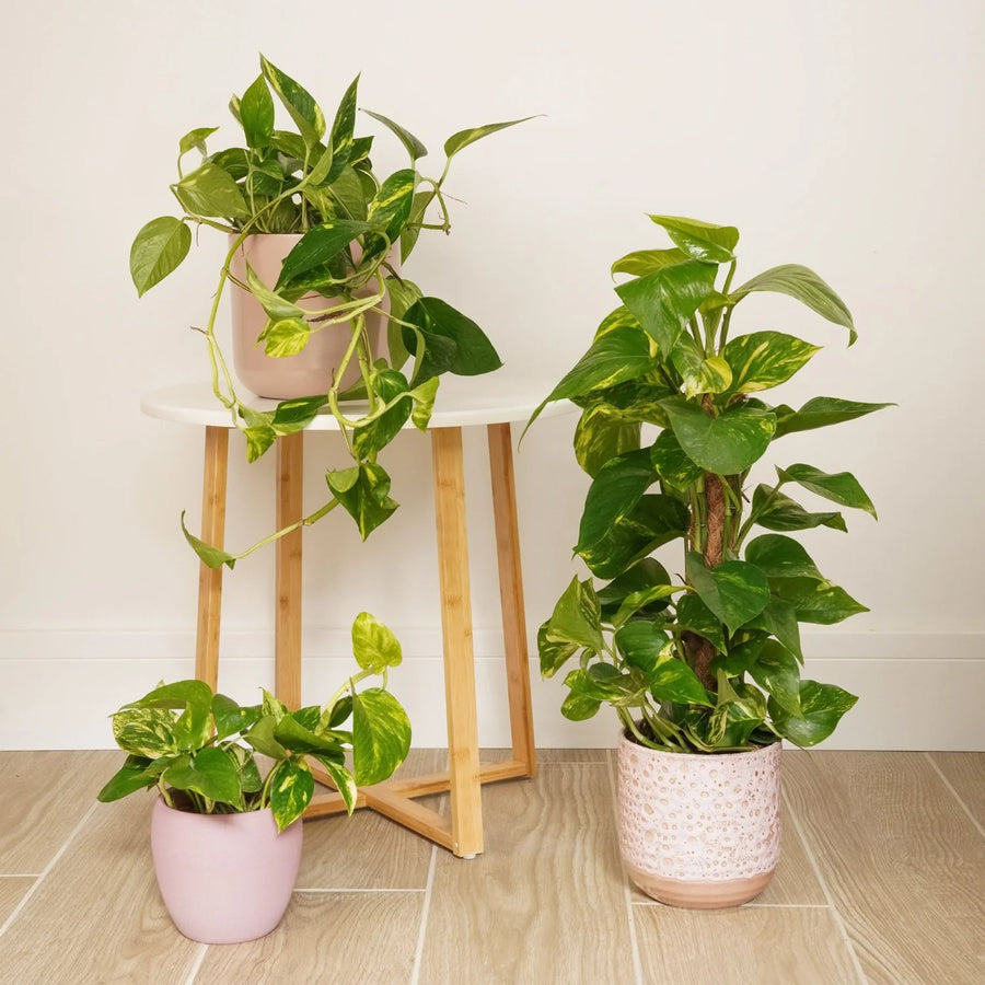 Pothos